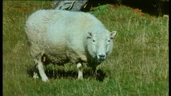 kwiss04.jpg